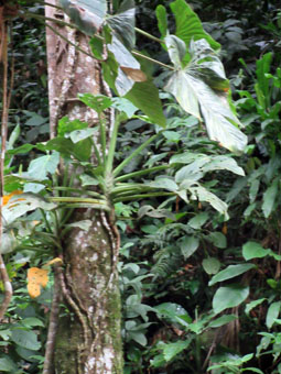 Вот так в природе растёт монстера, лиана которую держат в московских квартирах.