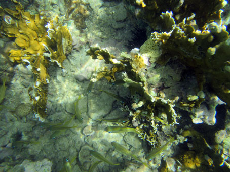 На морском дне в Карибском море около острова Длинный (Исла Ларга).