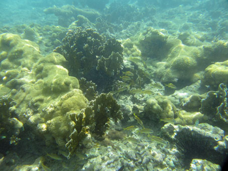 На морском дне в Карибском море около острова Длинный (Исла Ларга).