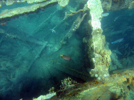Косяк кефали у затонувшего в Карибском море корабля.