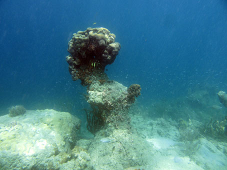 И коралл, растущий в Карибском море, как гриб.