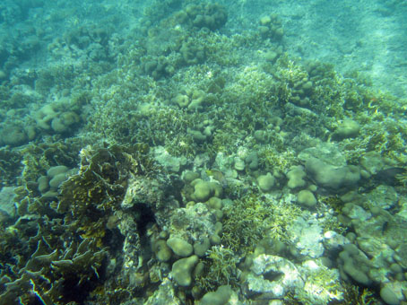 Подводный мир у острова Длинный (Isla Larga).