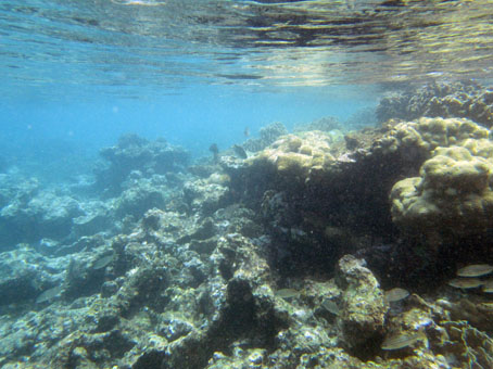Подводный мир у острова Длинный (Isla Larga).
