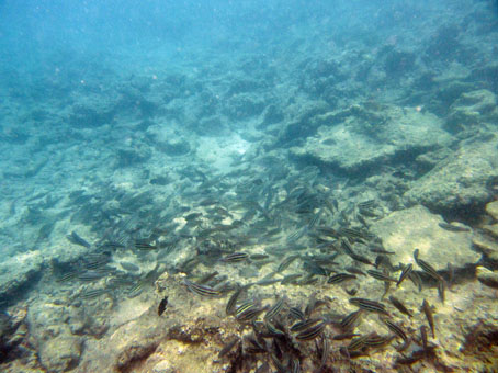 Подводный мир у острова Длинный (Isla Larga).