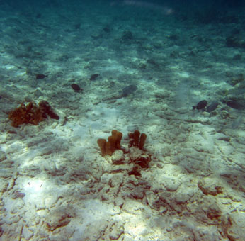 Подводный мир Карибского моря у атолла Кайо Агуа в архипелаге Лос Рокес