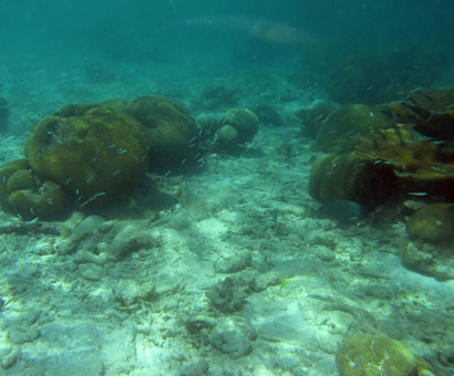 Подводный мир Карибского моря у атолла Кайо Агуа в архипелаге Лос Рокес