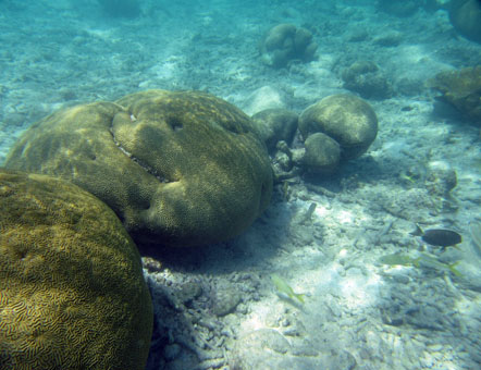 Подводный мир Карибского моря у атолла Кайо Агуа в архипелаге Лос Рокес