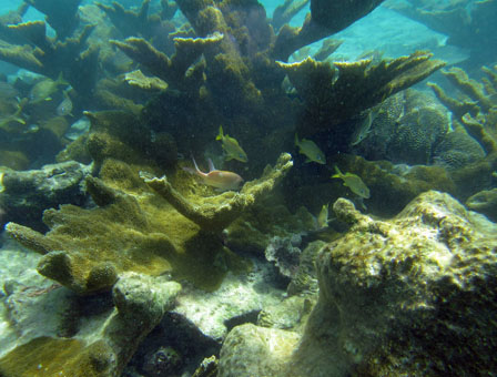 Подводный мир Карибского моря у атолла Кайо Агуа в архипелаге Лос Рокес
