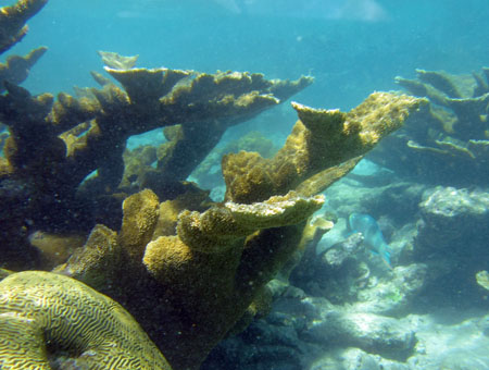 Подводный мир Карибского моря у атолла Кайо Агуа в архипелаге Лос Рокес