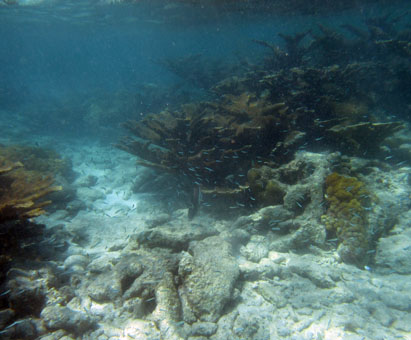 Подводный мир Карибского моря у атолла Кайо Агуа в архипелаге Лос Рокес