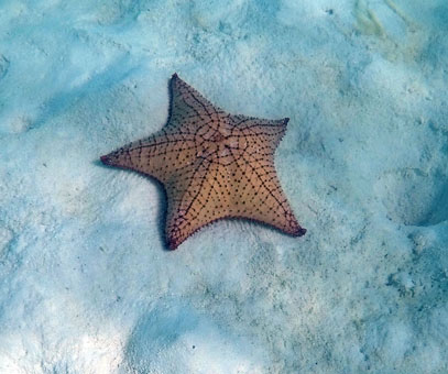Морская звезда в карибских водах архипелага Лос Рокес.