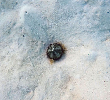 Морской ёж в карибских водах архипелага Лос Рокес.