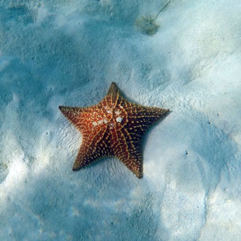 Морская звезда в карибских водах архипелага Лос Рокес.