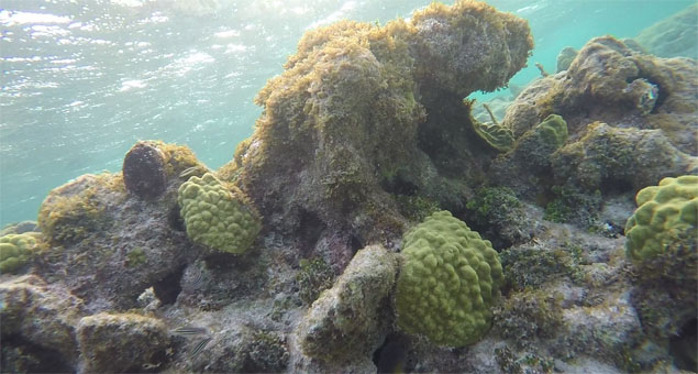 Подводный мир в коралловой лагуне атолла Франсиски архипелага Лос Рокес.