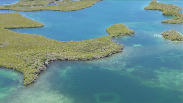 Отмели, занятые манграми национального парка Моррокой.