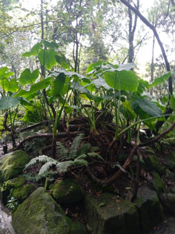 Монстера деликатесная (Monstera deliciosa)