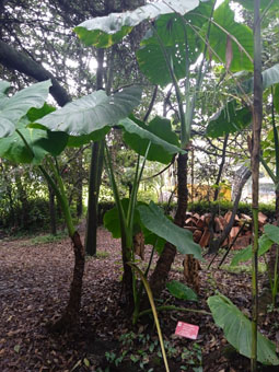 Колоказия (colocasia esculenta).