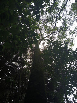 Бразильский орех (juglans neotropica).