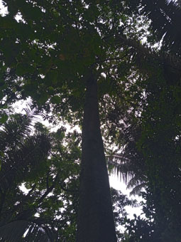 Бразильский орех (juglans neotropica).