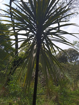 Американская агава (Agave americana). Из её стебля мексиканцы делают хмельное пойло (текилу и мескаль).