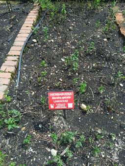 Мята колосистая (mentha spicata).