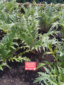 Артишок настоящий (cynara scolymus).