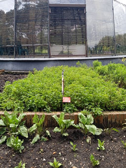 Крапива жгучая (Urtica urens).
