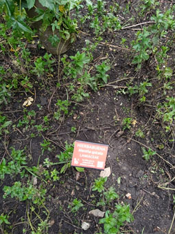 Мята колосистая (mentha spicata). Hierbabuena.