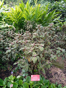 Фуксия (Fuchsia triphylla).