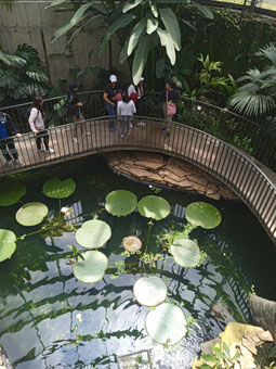 Взгляд на викторию регию сверху.