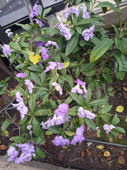 Брунфельсия (brunfelsia pauciflora).