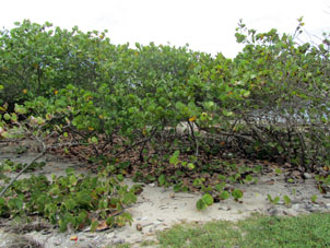 Кроме пальм есть ещё на острове такая растительность.