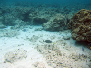Рыбы атолла Сомбреро в национальном парке Моррокой,