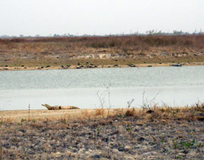 Аллигаторы (кайманы) тоже встречаются в этих водоёмах.