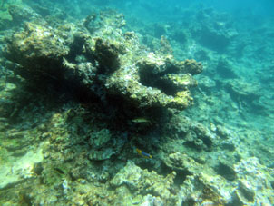 Подводный мир Карибского моря на границе штатов Арагуа и Карабобо.