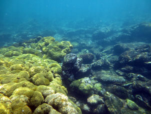 Кораллы Карибского моря у берега Карабобо и Арагуа.