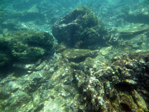 Кораллы Карибского моря у берега Карабобо и Арагуа.
