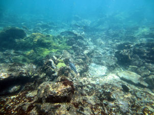 Кораллы Карибского моря у берега Карабобо и Арагуа.