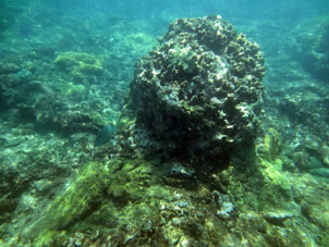Кораллы Карибского моря у берега Карабобо и Арагуа.