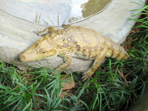 Аллигатор (кайман).