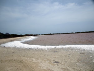 Во вторую поездку (16 мая) фламинго не было, по берегу лимана ветер нагнал пену.