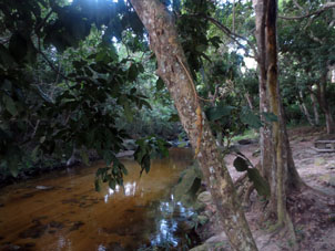 Лес вдоль реки.