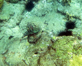 Рыба попугай и морские ежи у берегов Карабобо (к востоку от Патанемо).