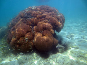 Есть такие кораллы в Карибском море.