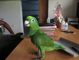 Этот же попугай в медпункте полигона "Лос Карибес" в Эль Пао (штат Кохедес).