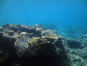 На дне Карибского моря у берега Карабобо к востоку от Патанемо.
