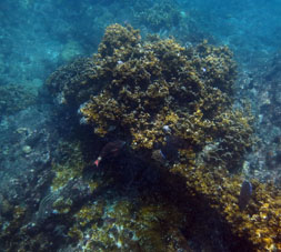 На дне Карибского моря у берега Карабобо к востоку от Патанемо.