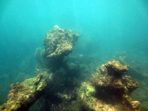 Подводный мир у атолла Саль в национальном парке Моррокой (штат Фалькон).