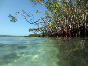 Опушка мангрового леса у берега Бока Сека (Сухое Устье) в национальном парке Моррокой.