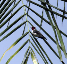 Ещё увидел вот такую птичку.